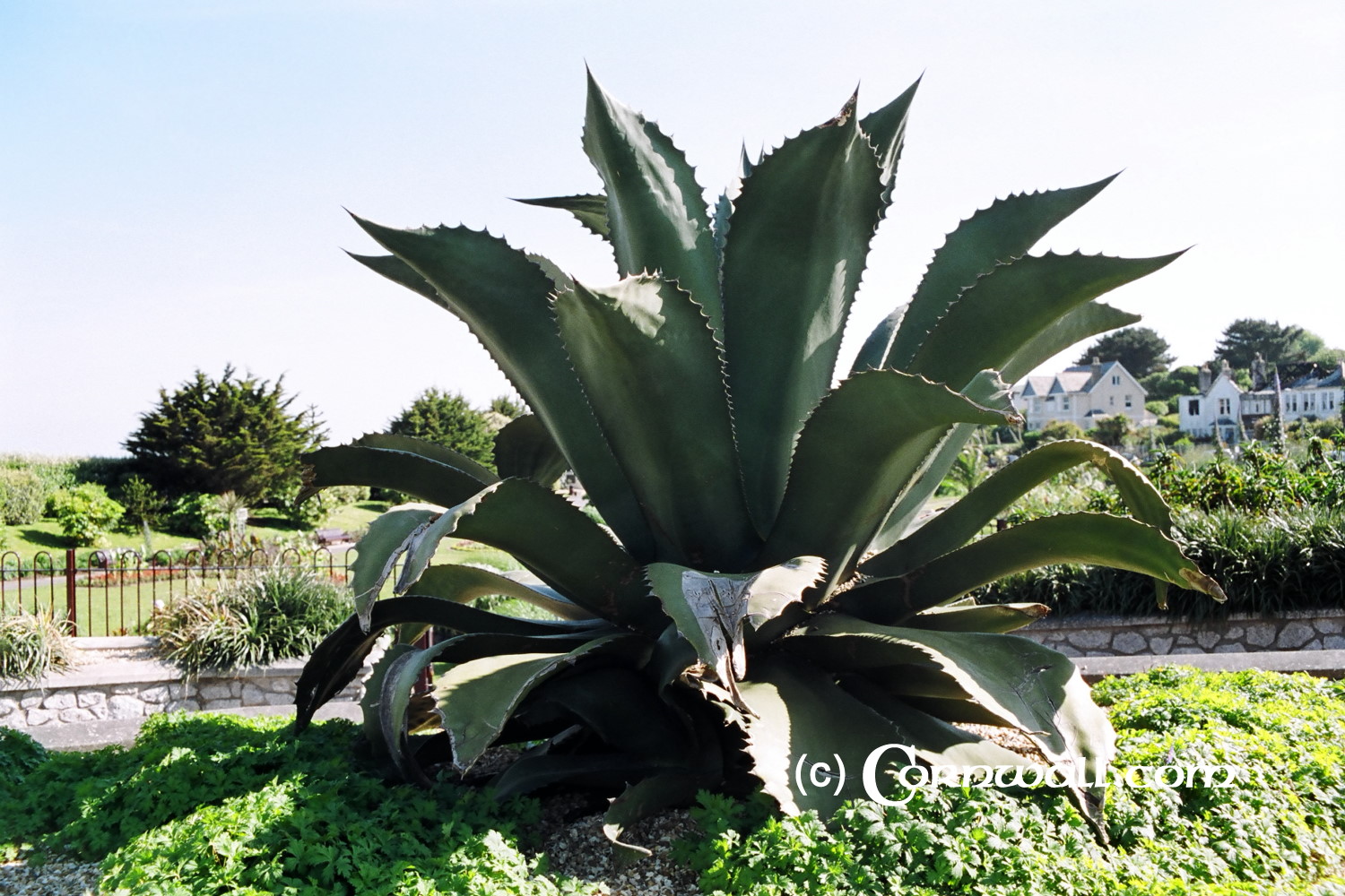 Exotic plant falmouth