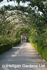 Heligan Gardens Apple Arches