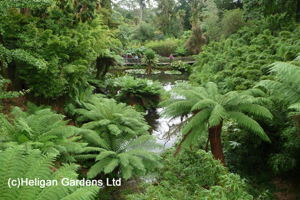 Heligan Gardens Jungle Ariel