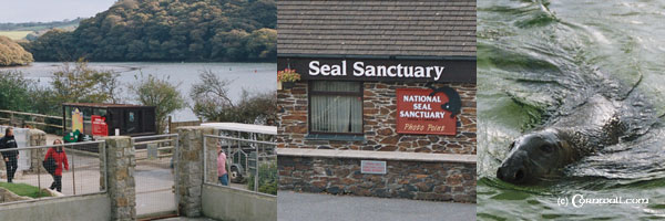 Gweek Seal Sanctuary